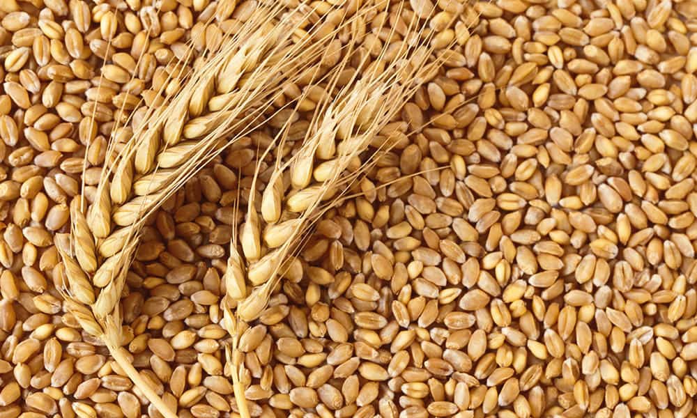 ОАО «Минский комбинат хлебопродуктов» закупает зерно пшеницы продовольственной и ячменя продовольственного